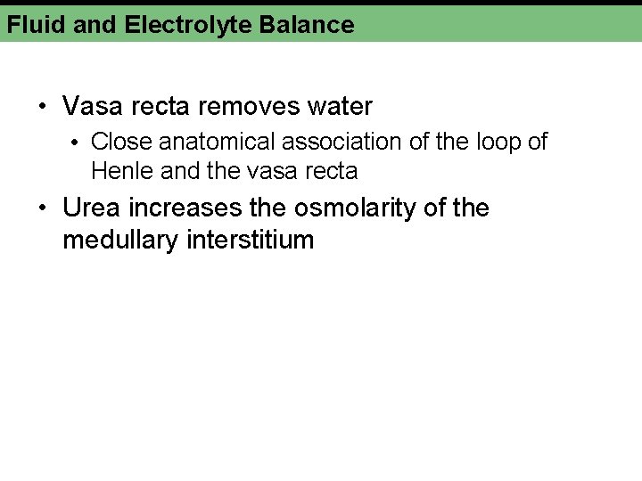 Fluid and Electrolyte Balance • Vasa recta removes water • Close anatomical association of