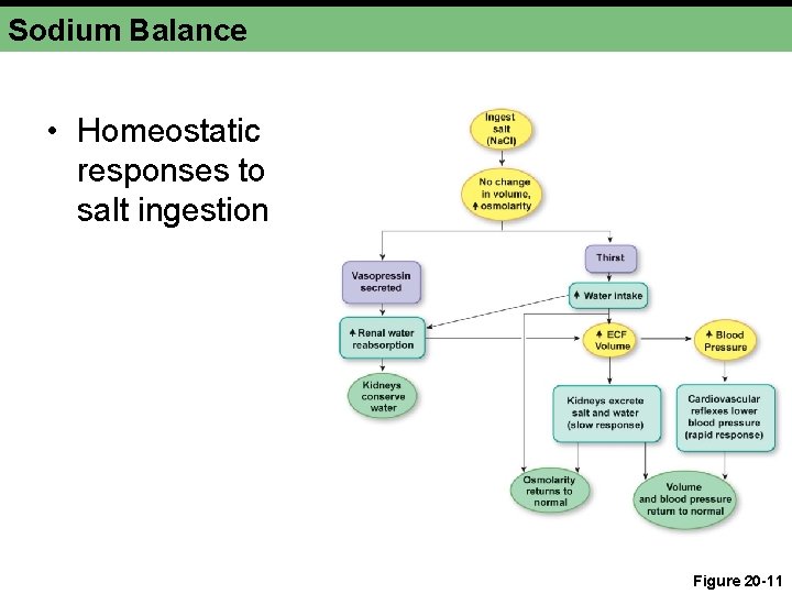 Sodium Balance • Homeostatic responses to salt ingestion Figure 20 -11 