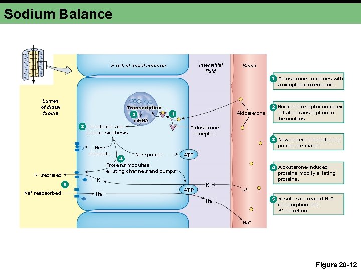 Sodium Balance Interstitial fluid P cell of distal nephron Blood 1 Aldosterone combines with