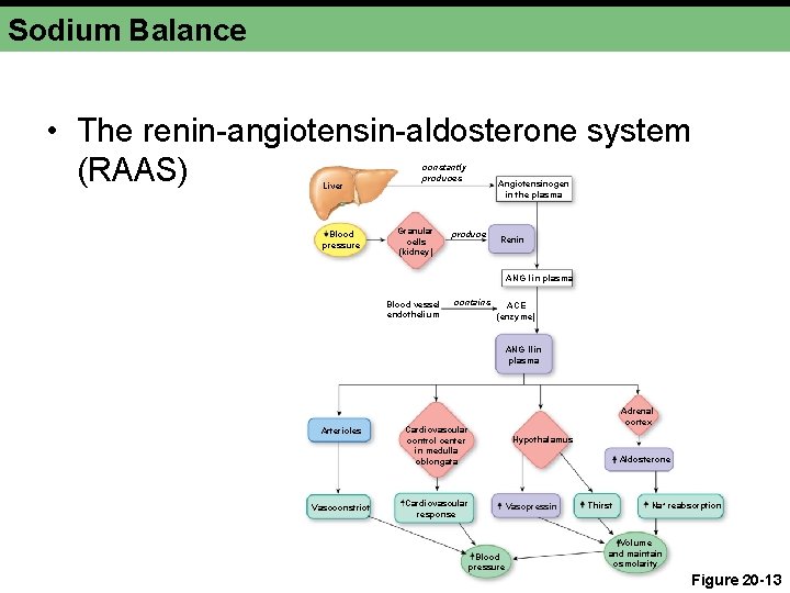 Sodium Balance • The renin-angiotensin-aldosterone system (RAAS) Liver Blood pressure constantly produces Granular cells