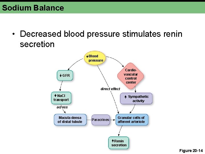 Sodium Balance • Decreased blood pressure stimulates renin secretion Blood pressure Cardiovascular control center