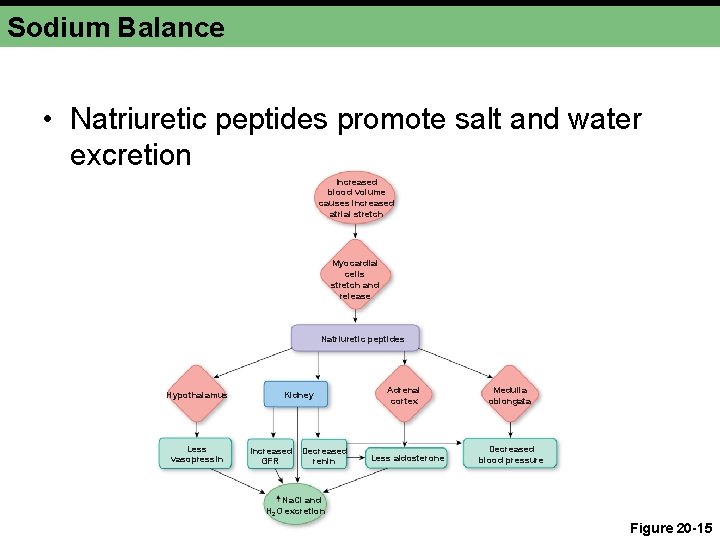 Sodium Balance • Natriuretic peptides promote salt and water excretion Increased blood volume causes