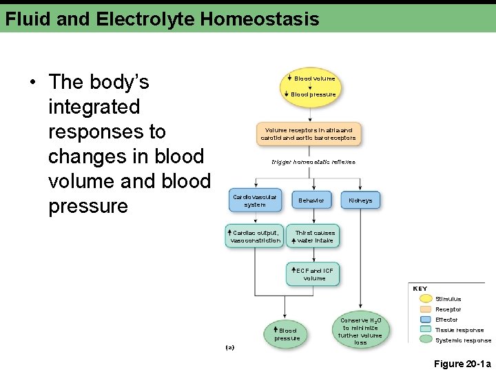 Fluid and Electrolyte Homeostasis • The body’s integrated responses to changes in blood volume