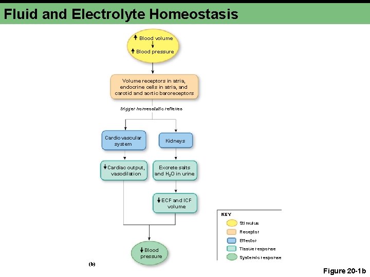 Fluid and Electrolyte Homeostasis Blood volume Blood pressure Volume receptors in atria, endocrine cells