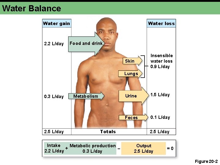 Water Balance Water gain 2. 2 L/day Water loss Food and drink Skin Insensible