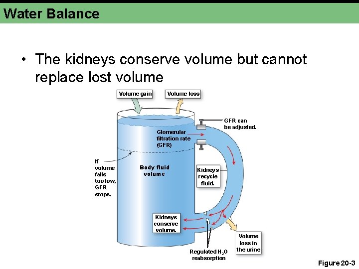 Water Balance • The kidneys conserve volume but cannot replace lost volume Volume gain