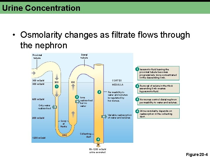 Urine Concentration • Osmolarity changes as filtrate flows through the nephron Distal tubule Proximal