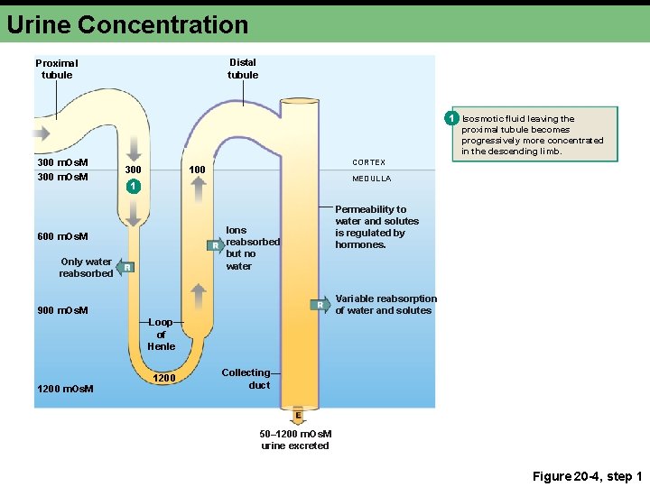 Urine Concentration Distal tubule Proximal tubule 1 Isosmotic fluid leaving the proximal tubule becomes