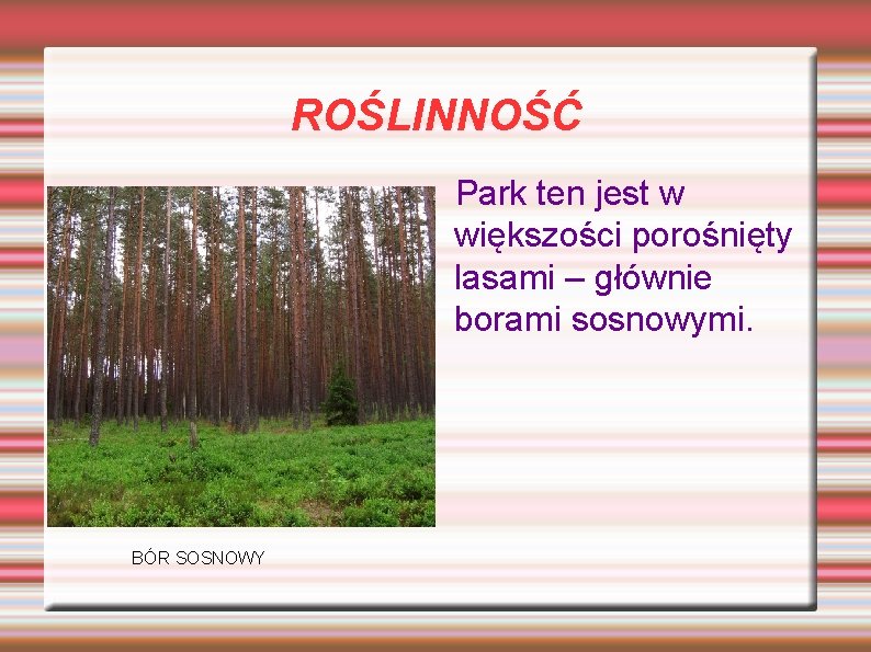 ROŚLINNOŚĆ Park ten jest w większości porośnięty lasami – głównie borami sosnowymi. BÓR SOSNOWY