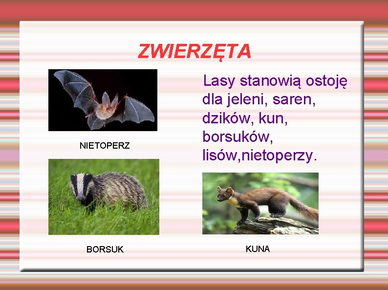 ZWIERZĘTA NIETOPERZ BORSUK Lasy stanowią ostoję dla jeleni, saren, dzików, kun, borsuków, lisów, nietoperzy. ZWIERZĘTA NIETOPERZ BORSUK Lasy stanowią ostoję dla jeleni, saren, dzików, kun, borsuków, lisów, nietoperzy.