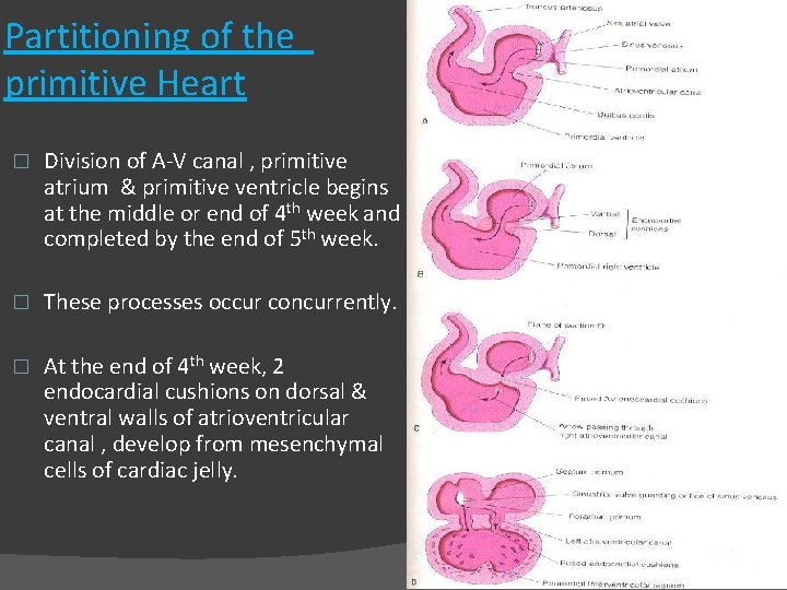 Partitioning of the primitive Heart � Division of A-V canal , primitive atrium &