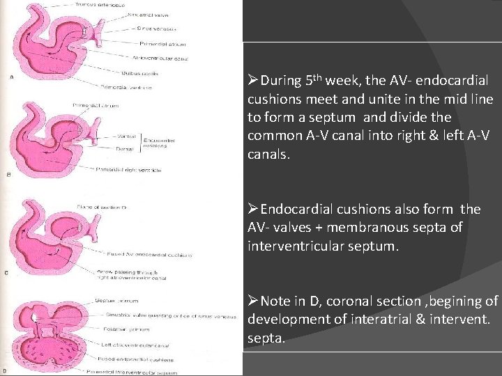 ØDuring 5 th week, the AV- endocardial cushions meet and unite in the mid