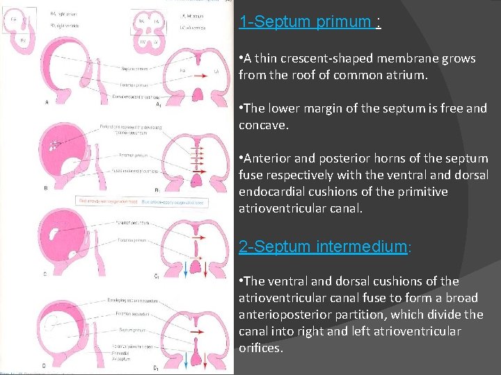 1 -Septum primum : • A thin crescent-shaped membrane grows from the roof of