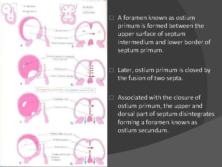 � A foramen known as ostium primum is formed between the upper surface of