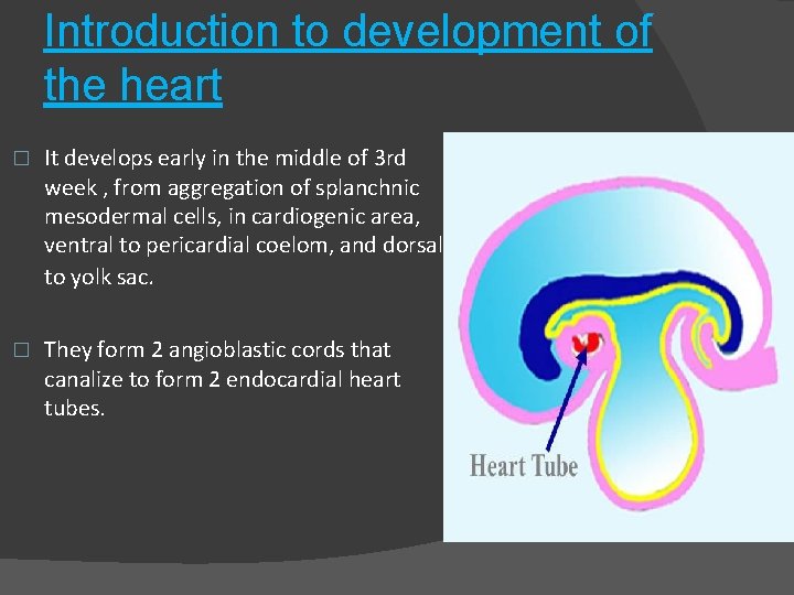 Introduction to development of the heart � It develops early in the middle of