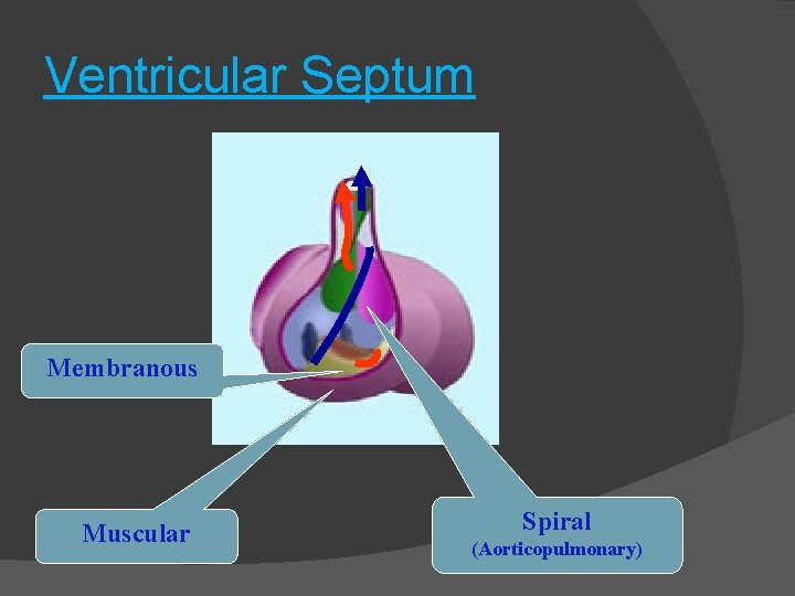 Ventricular Septum Membranous Muscular Spiral (Aorticopulmonary) 
