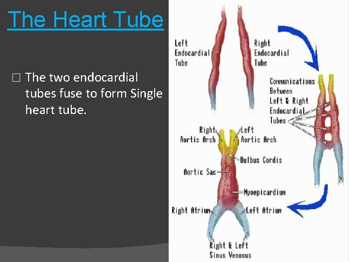 The Heart Tube � The two endocardial tubes fuse to form Single heart tube.