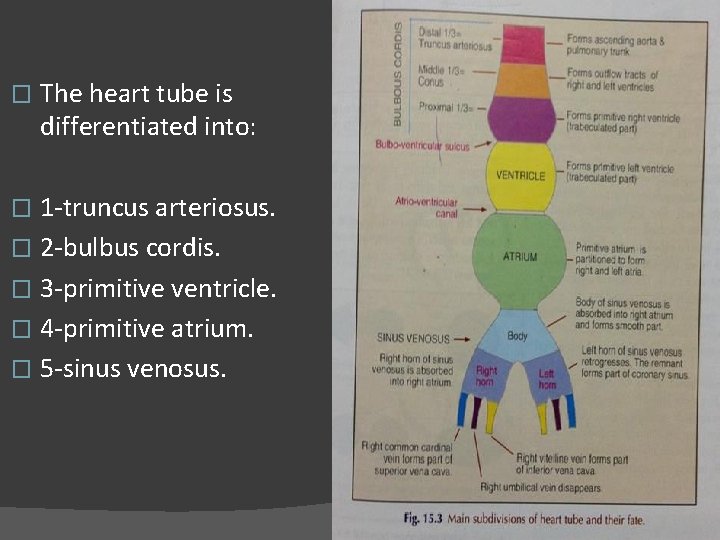 � The heart tube is differentiated into: 1 -truncus arteriosus. � 2 -bulbus cordis.