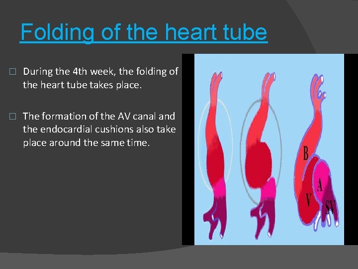 Folding of the heart tube � During the 4 th week, the folding of