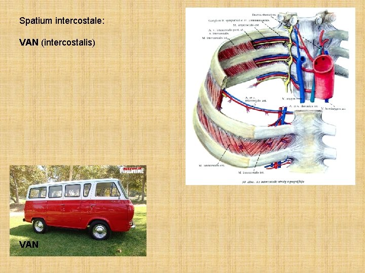 Spatium intercostale: VAN (intercostalis) VAN 