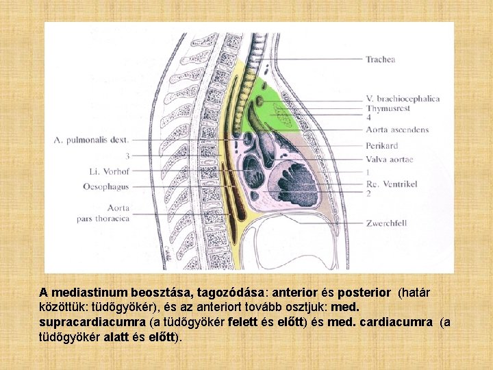 A mediastinum beosztása, tagozódása: anterior és posterior (határ közöttük: tüdőgyökér), és az anteriort tovább