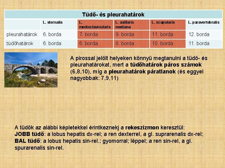 Tüdő- és pleurahatárok L. sternalis L. medioclavicularis L. axillaris mediana L. scapularis L. paravertebralis Tüdő- és pleurahatárok L. sternalis L. medioclavicularis L. axillaris mediana L. scapularis L. paravertebralis