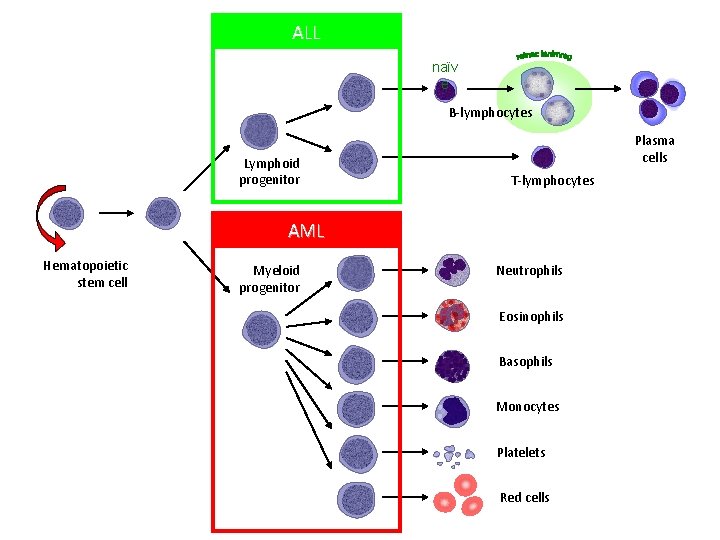 ALL naïv e B-lymphocytes Lymphoid progenitor Plasma cells T-lymphocytes AML Hematopoietic stem cell Myeloid