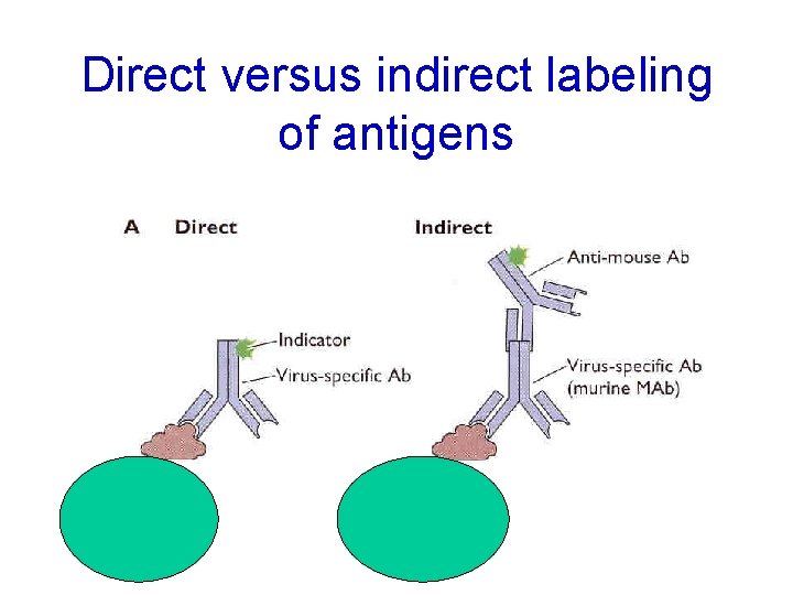 Direct versus indirect labeling of antigens 