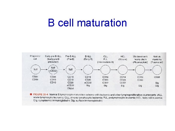 B cell maturation 