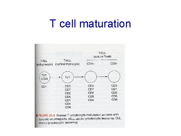 T cell maturation 
