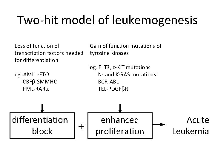Two-hit model of leukemogenesis Loss of function of transcription factors needed for differentiation eg.