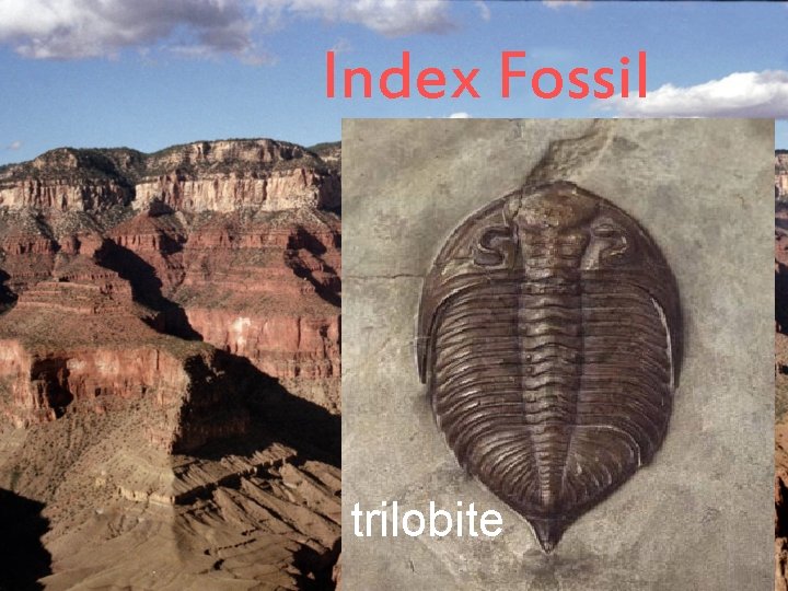 Index Fossil trilobite 