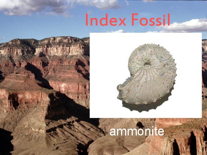 Index Fossil ammonite 