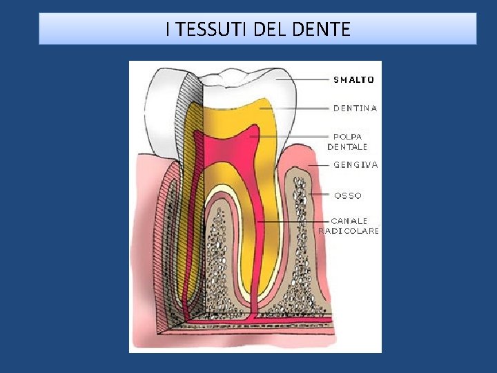 I TESSUTI DEL DENTE I TESSUTI DEL DENTE