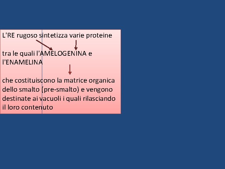 L'RE rugoso sintetizza varie proteine tra le quali l'AMELOGENINA e l'ENAMELINA che costituiscono la L'RE rugoso sintetizza varie proteine tra le quali l'AMELOGENINA e l'ENAMELINA che costituiscono la