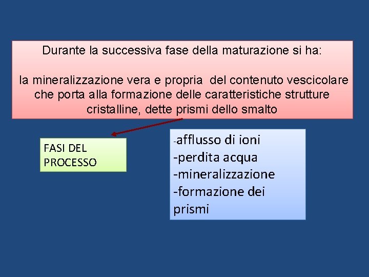 Durante la successiva fase della maturazione si ha: la mineralizzazione vera e propria del Durante la successiva fase della maturazione si ha: la mineralizzazione vera e propria del