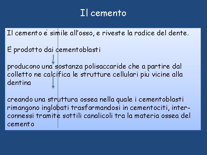 Il cemento e simile all’osso, e riveste la radice del dente. E prodotto dai Il cemento e simile all’osso, e riveste la radice del dente. E prodotto dai