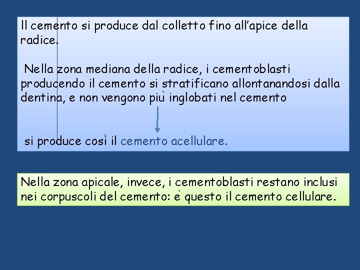 ll cemento si produce dal colletto fino all’apice della radice. Nella zona mediana della ll cemento si produce dal colletto fino all’apice della radice. Nella zona mediana della