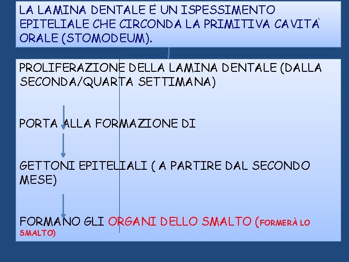 LA LAMINA DENTALE E UN ISPESSIMENTO EPITELIALE CHE CIRCONDA LA PRIMITIVA CAVITA ORALE (STOMODEUM). LA LAMINA DENTALE E UN ISPESSIMENTO EPITELIALE CHE CIRCONDA LA PRIMITIVA CAVITA ORALE (STOMODEUM).
