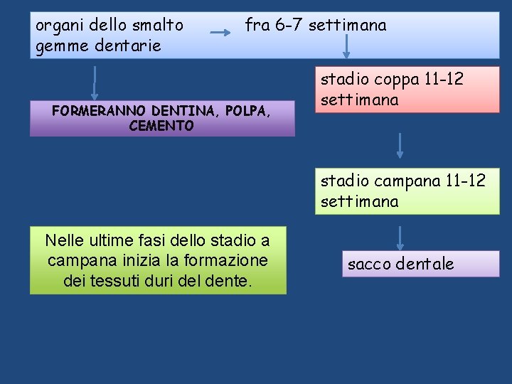 organi dello smalto gemme dentarie fra 6 -7 settimana FORMERANNO DENTINA, POLPA, CEMENTO stadio organi dello smalto gemme dentarie fra 6 -7 settimana FORMERANNO DENTINA, POLPA, CEMENTO stadio