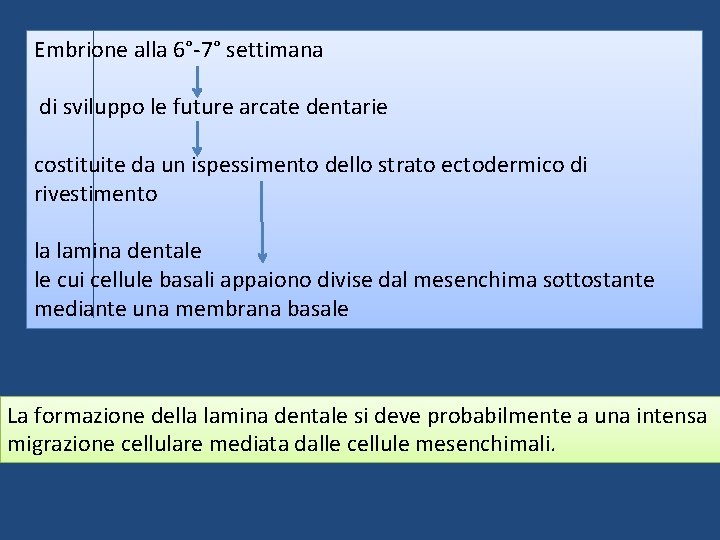 Embrione alla 6°-7° settimana di sviluppo le future arcate dentarie costituite da un ispessimento Embrione alla 6°-7° settimana di sviluppo le future arcate dentarie costituite da un ispessimento
