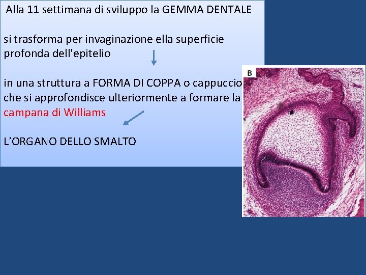 Alla 11 settimana di sviluppo la GEMMA DENTALE si trasforma per invaginazione ella superficie Alla 11 settimana di sviluppo la GEMMA DENTALE si trasforma per invaginazione ella superficie