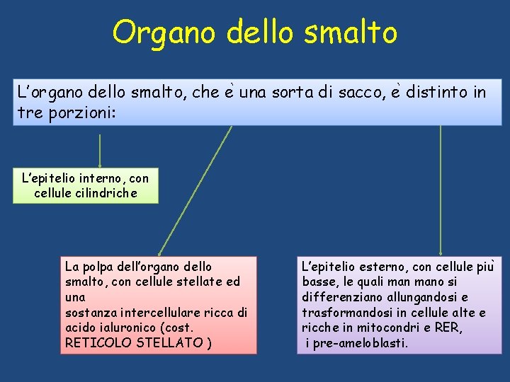 Organo dello smalto L’organo dello smalto, che e una sorta di sacco, e distinto Organo dello smalto L’organo dello smalto, che e una sorta di sacco, e distinto