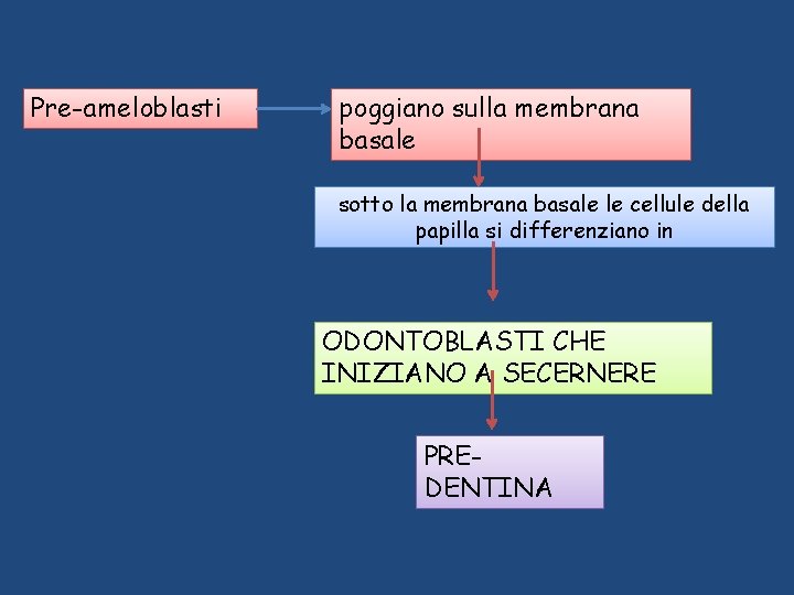 Pre-ameloblasti poggiano sulla membrana basale sotto la membrana basale le cellule della papilla si Pre-ameloblasti poggiano sulla membrana basale sotto la membrana basale le cellule della papilla si
