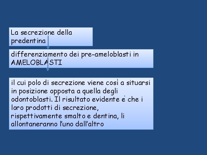 La secrezione della predentina differenziamento dei pre-ameloblasti in AMELOBLASTI il cui polo di secrezione La secrezione della predentina differenziamento dei pre-ameloblasti in AMELOBLASTI il cui polo di secrezione