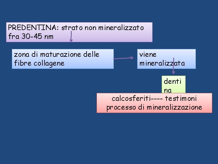 PREDENTINA: strato non mineralizzato fra 30 -45 nm zona di maturazione delle fibre collagene PREDENTINA: strato non mineralizzato fra 30 -45 nm zona di maturazione delle fibre collagene