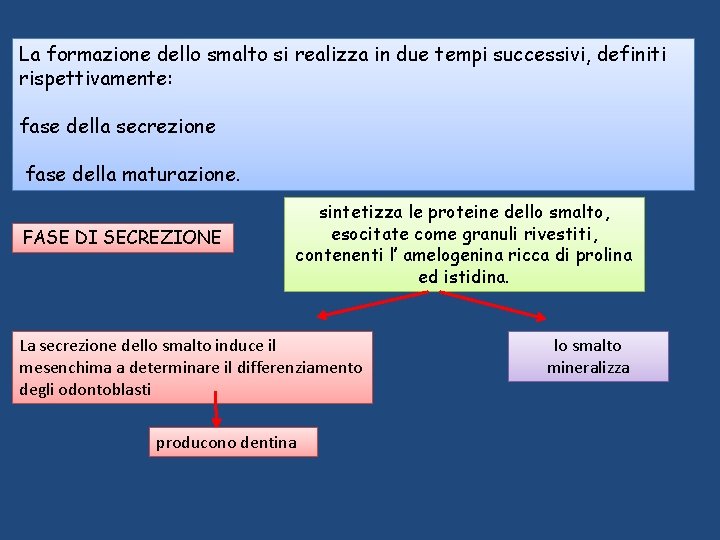 La formazione dello smalto si realizza in due tempi successivi, definiti rispettivamente: fase della La formazione dello smalto si realizza in due tempi successivi, definiti rispettivamente: fase della