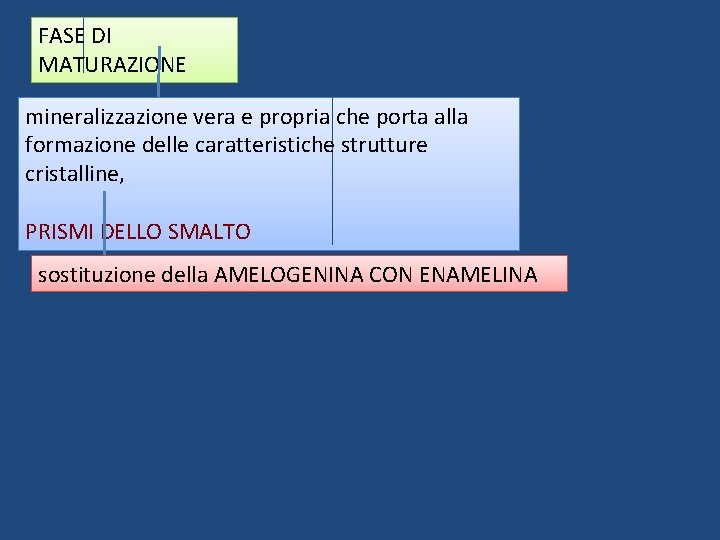 FASE DI MATURAZIONE mineralizzazione vera e propria che porta alla formazione delle caratteristiche strutture FASE DI MATURAZIONE mineralizzazione vera e propria che porta alla formazione delle caratteristiche strutture