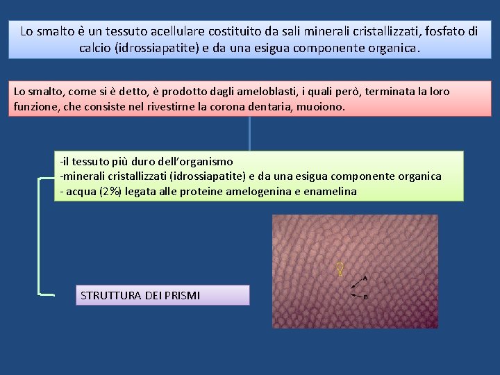 Lo smalto e un tessuto acellulare costituito da sali minerali cristallizzati, fosfato di calcio Lo smalto e un tessuto acellulare costituito da sali minerali cristallizzati, fosfato di calcio