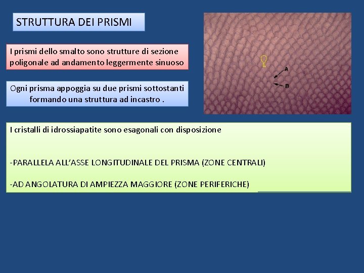 STRUTTURA DEI PRISMI I prismi dello smalto sono strutture di sezione poligonale ad andamento STRUTTURA DEI PRISMI I prismi dello smalto sono strutture di sezione poligonale ad andamento